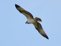 Fischadler (Pandion haliaetus) 19